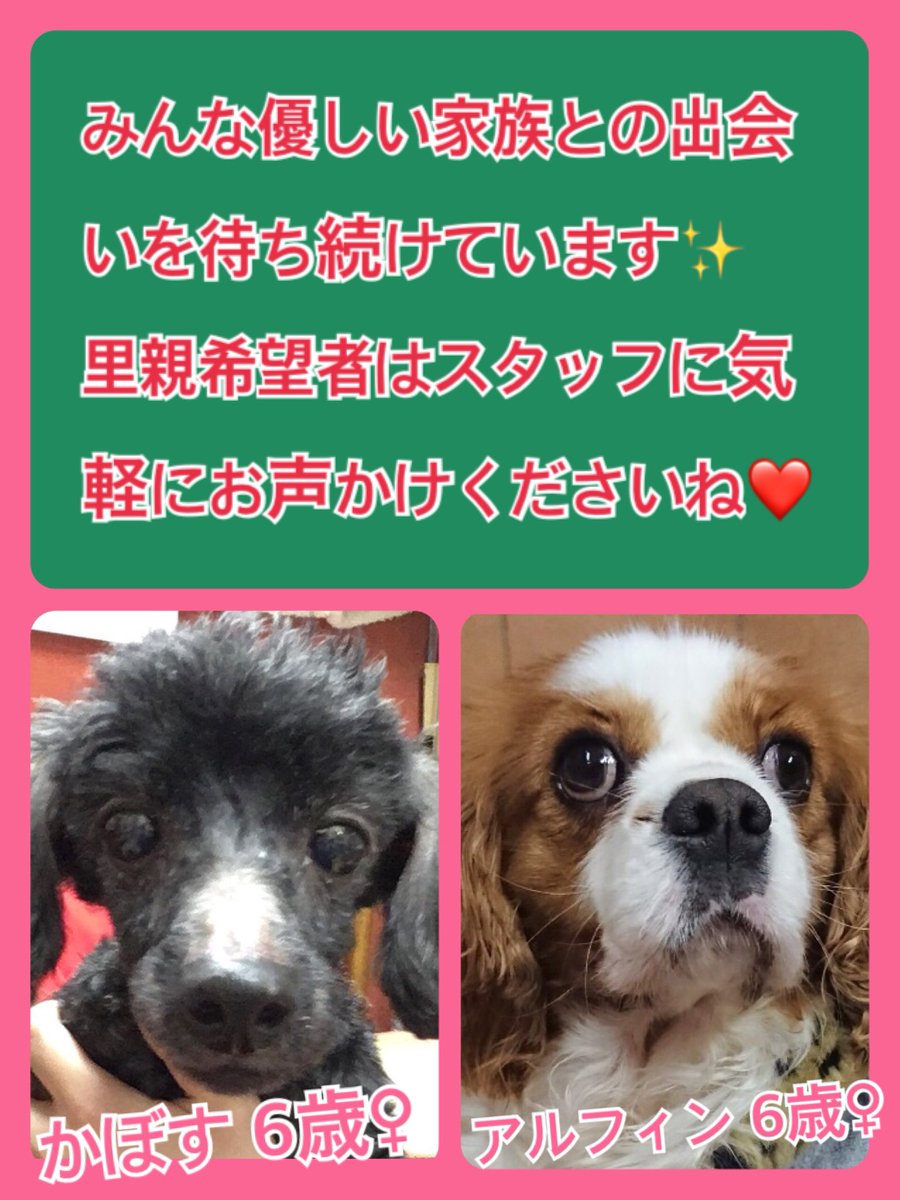 🐾今日の里親様募集中ワンコ🐶メンバーです🐾2019,3,25